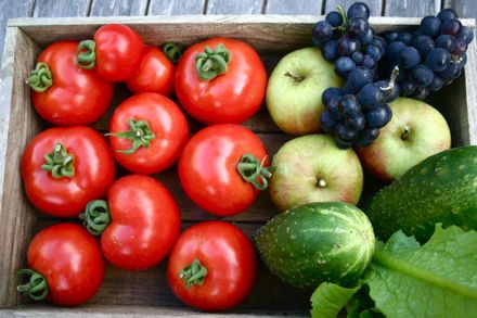 Методы выращивания помидор