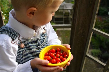 Методы выращивания помидор