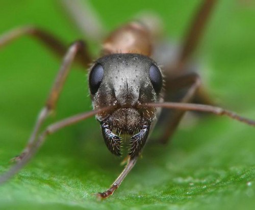 Как избавиться от муравьев на даче (4)