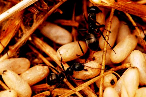 Методы борьбы с муравьями - как вывести муравьев (1)