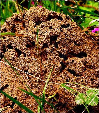 Методы борьбы с муравьями - как вывести муравьев (2)