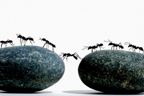 Методы борьбы с муравьями - как вывести муравьев (3)