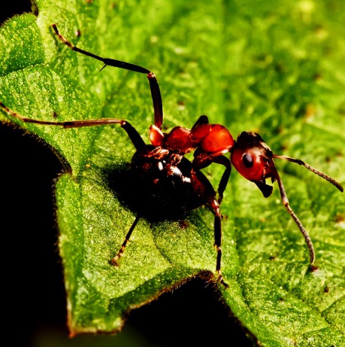 Методы борьбы с муравьями - как вывести муравьев (4)