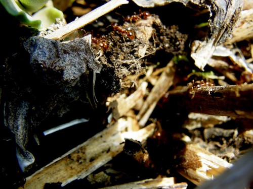 Методы борьбы с муравьями - как вывести муравьев (5)