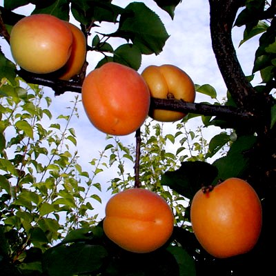 Посадка абрикоса - уход за деревом (2)