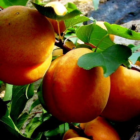 Посадка абрикоса - уход за деревом (4)