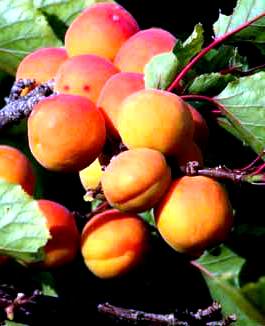 Посадка абрикоса - уход за деревом (5)