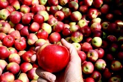 Яблоня уход - выращивание яблони (3)