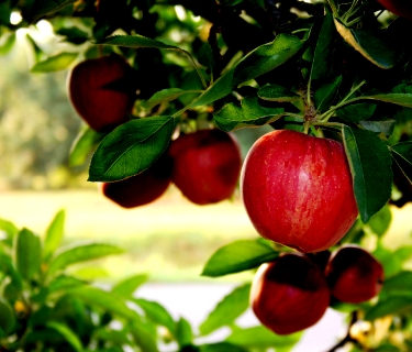 Яблоня уход - выращивание яблони (4)