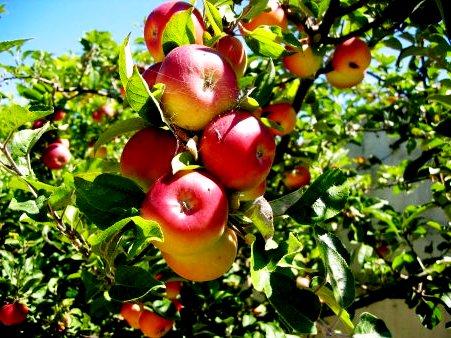 Яблоня уход - выращивание яблони (5)