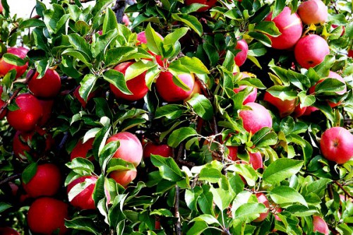 Яблоня уход - выращивание яблони (7)