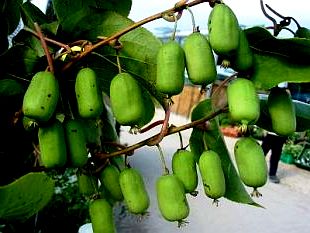 Выращивание киви - актинидия уход (2)