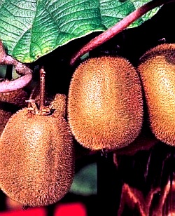 Выращивание киви - актинидия уход (4)