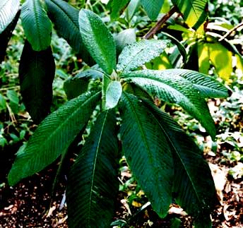 Выращивание киви - актинидия уход (5)
