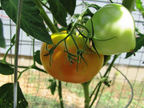 Болезни томатов и борьба с ними - болезни помидоров фото (6)