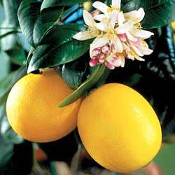 Дерево лимона дома - выращивание лимонов (1)