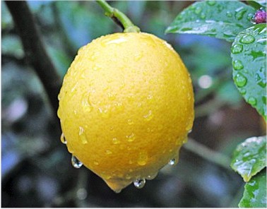 Дерево лимона дома - выращивание лимонов (2)