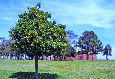 Дерево лимона дома - выращивание лимонов (3)