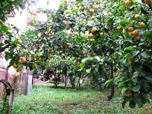 Дерево лимона дома - выращивание лимонов (4)