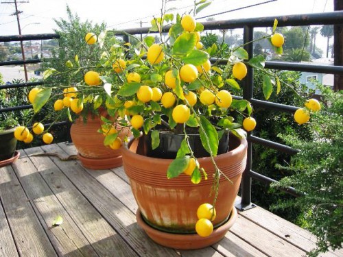 Дерево лимона дома - выращивание лимонов (6)
