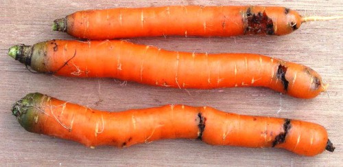 Уход за морковью (4)
