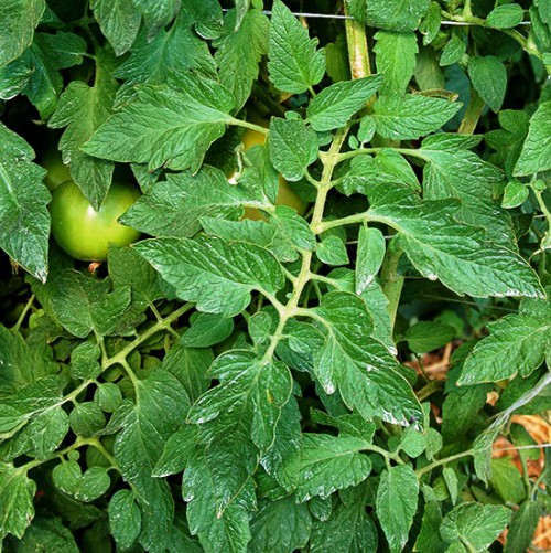 Болезни томатов и борьба с ними - болезни помидоров фото (2)