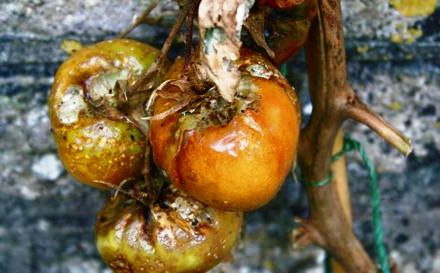 Болезни томатов и борьба с ними - болезни помидоров фото (3)