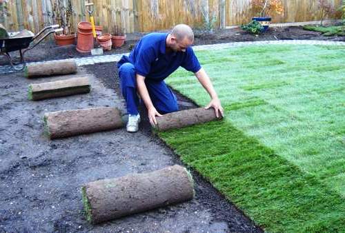 Как выращивать газонную траву (2)
