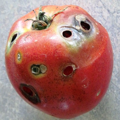 Вредители помидоров - защита от вредителей (1)