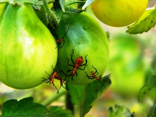 Вредители помидоров - защита от вредителей (9)