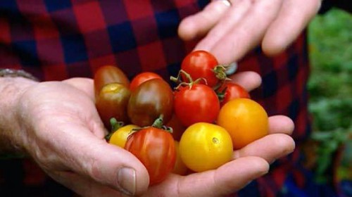 Как вырастить помидоры - польза помидор (2)