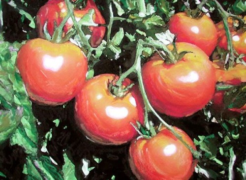 Как вырастить помидоры - польза помидор (3)