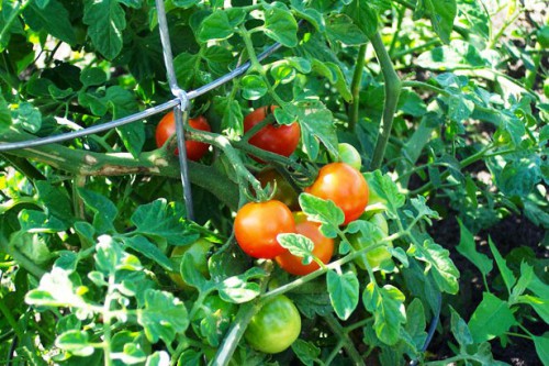 Как вырастить помидоры - польза помидор (8)