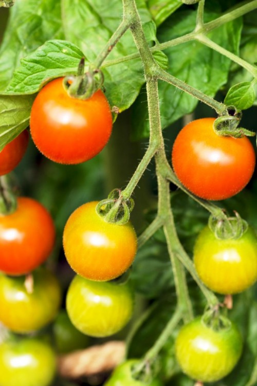 Как вырастить помидоры - польза помидор (9)