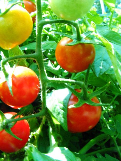 Как вырастить помидоры - польза помидор (10)