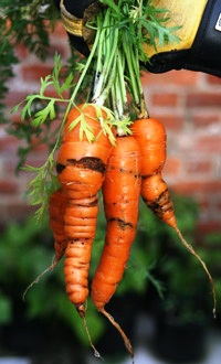 Уход за морковью (6)