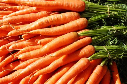 Уборка моркови - хранение моркови (1)