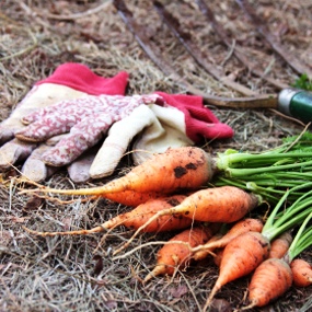 Уборка моркови - хранение моркови (2)