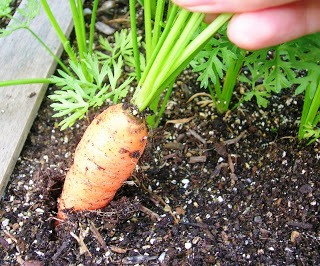 Уборка моркови - хранение моркови (6)