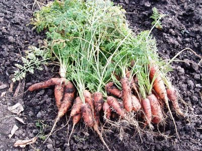 Уборка моркови - хранение моркови (8)