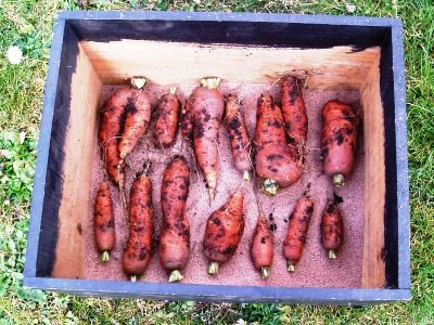 Уборка моркови - хранение моркови (9)