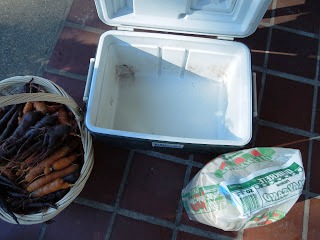 Уборка моркови - хранение моркови (11)
