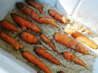 Уборка моркови - хранение моркови (12)