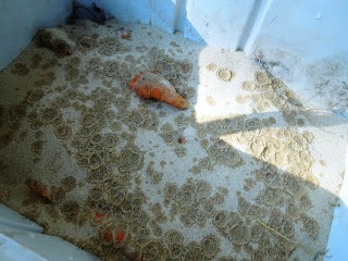 Уборка моркови - хранение моркови (13)