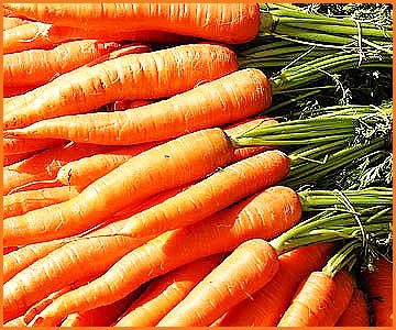Чем полезна морковь- лучшие сорта моркови - выращивание моркови (3)