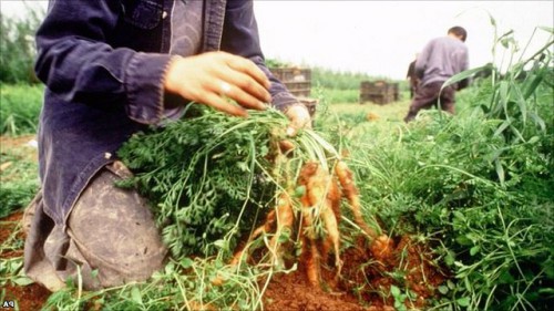 Чем полезна морковь- лучшие сорта моркови - выращивание моркови (5)