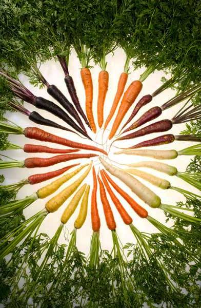 Чем полезна морковь- лучшие сорта моркови - выращивание моркови (6)