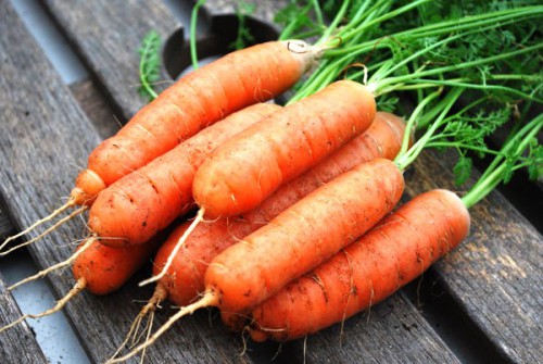 Чем полезна морковь- лучшие сорта моркови - выращивание моркови (7)
