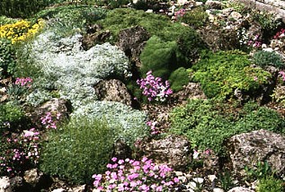 Альпинарий фото - растения для альпинария (18)