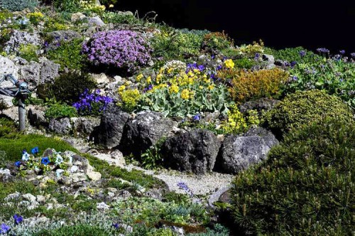 Альпинарий фото - растения для альпинария (25)